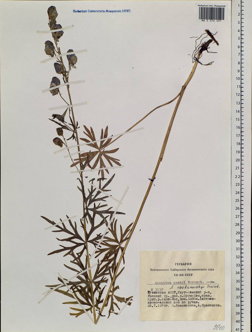 Aconitum ambiguum subsp. baicalense (Turcz. ex Rapaics) Vorosch., Siberia, Altai & Sayany Mountains (S2) (Russia)