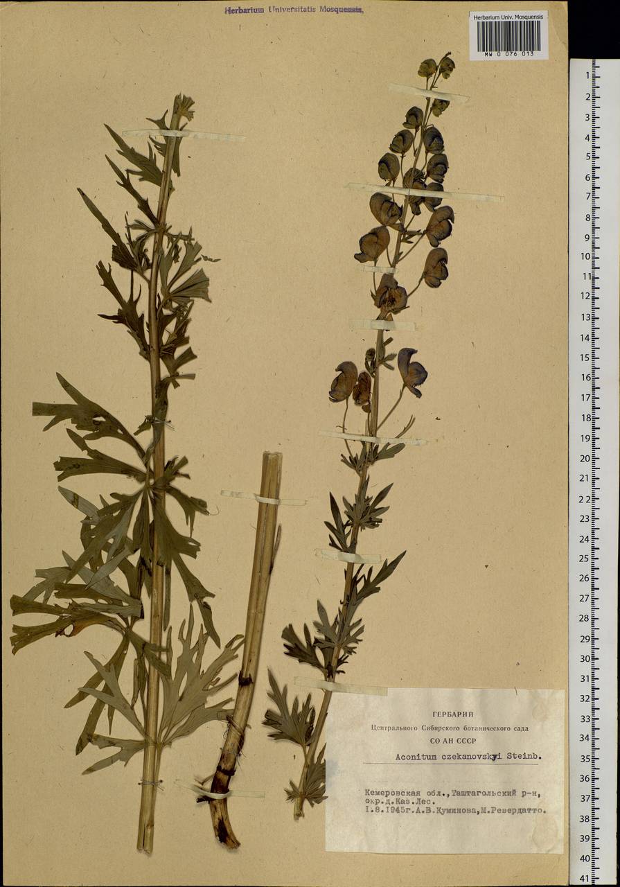 Aconitum ambiguum subsp. baicalense (Turcz. ex Rapaics) Vorosch., Siberia, Altai & Sayany Mountains (S2) (Russia)