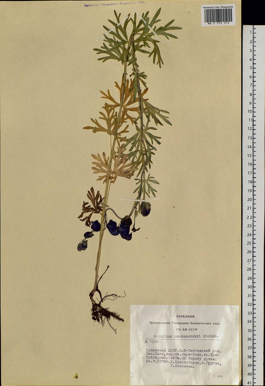 Aconitum ambiguum subsp. baicalense (Turcz. ex Rapaics) Vorosch., Siberia, Altai & Sayany Mountains (S2) (Russia)