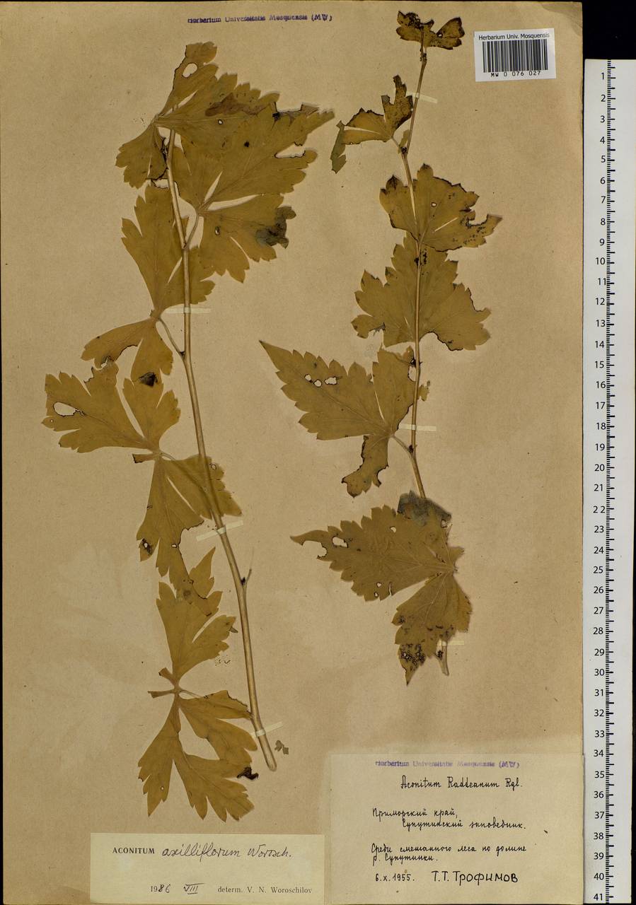 Aconitum sczukinii Turcz., Siberia, Russian Far East (S6) (Russia)