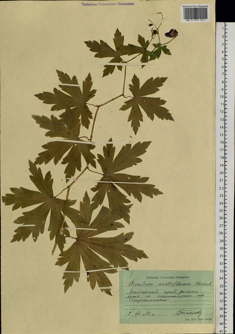 Aconitum sczukinii Turcz., Siberia, Russian Far East (S6) (Russia)