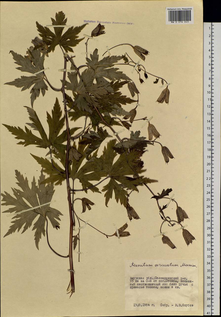 Aconitum sczukinii Turcz., Siberia, Russian Far East (S6) (Russia)