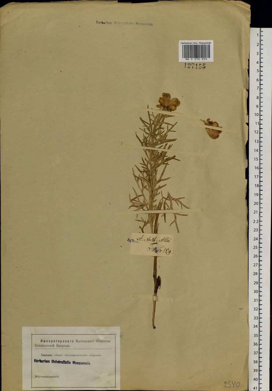 Aconitum anthoroideum DC., Siberia, Altai & Sayany Mountains (S2) (Russia)