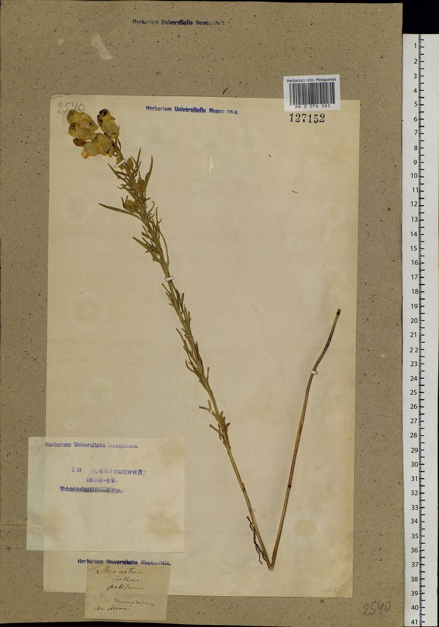 Aconitum anthoroideum DC., Siberia, Altai & Sayany Mountains (S2) (Russia)