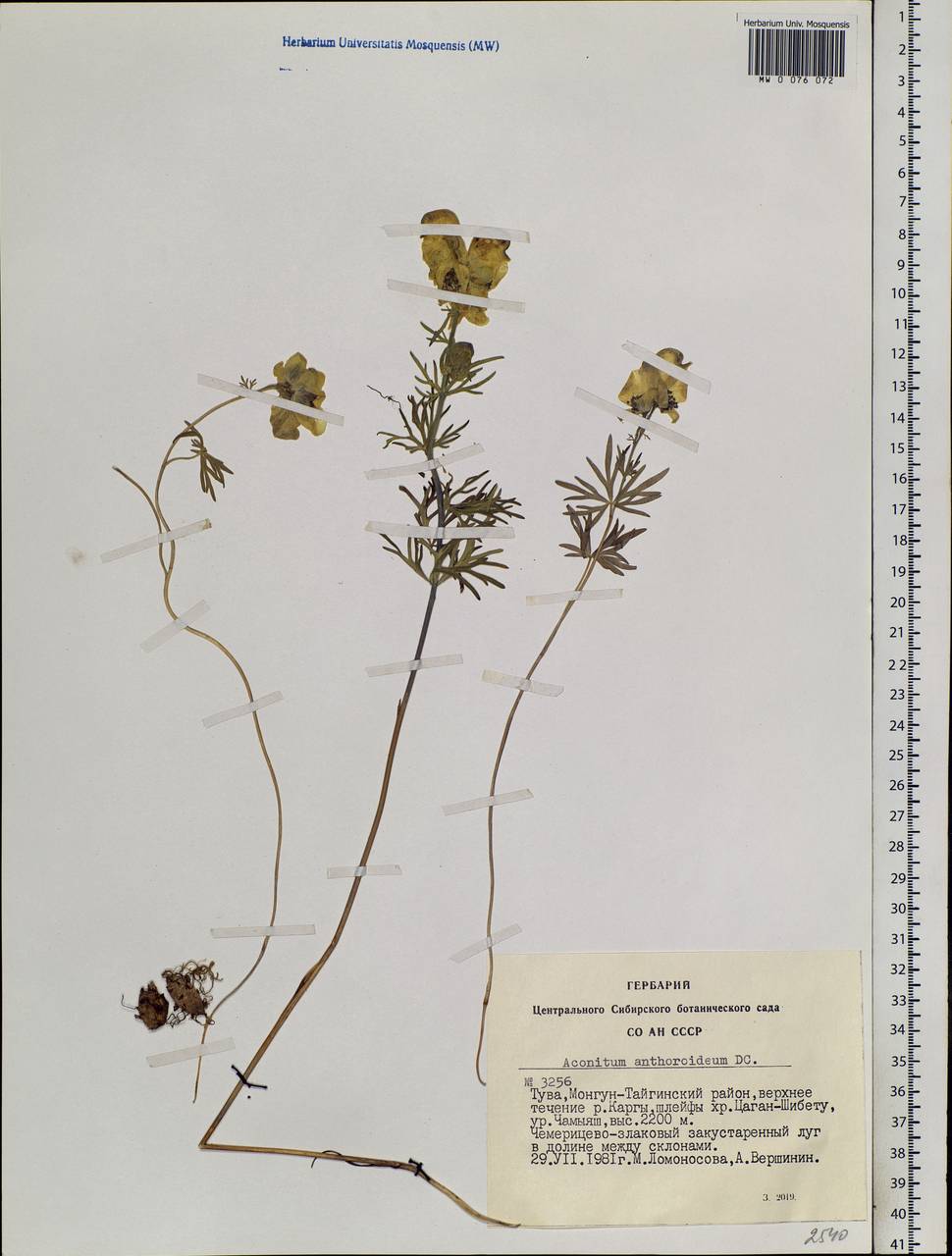 Aconitum anthoroideum DC., Siberia, Altai & Sayany Mountains (S2) (Russia)