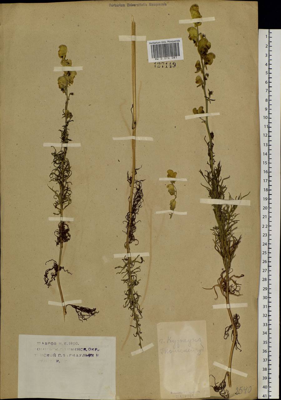 Aconitum anthoroideum DC., Siberia, Altai & Sayany Mountains (S2) (Russia)