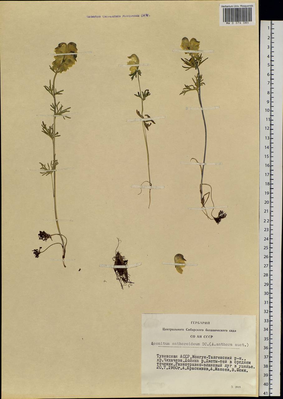 Aconitum anthoroideum DC., Siberia, Altai & Sayany Mountains (S2) (Russia)