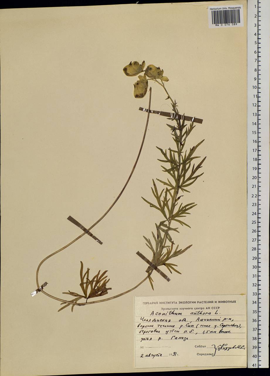 Aconitum anthoroideum DC., Eastern Europe, Eastern region (E10) (Russia)