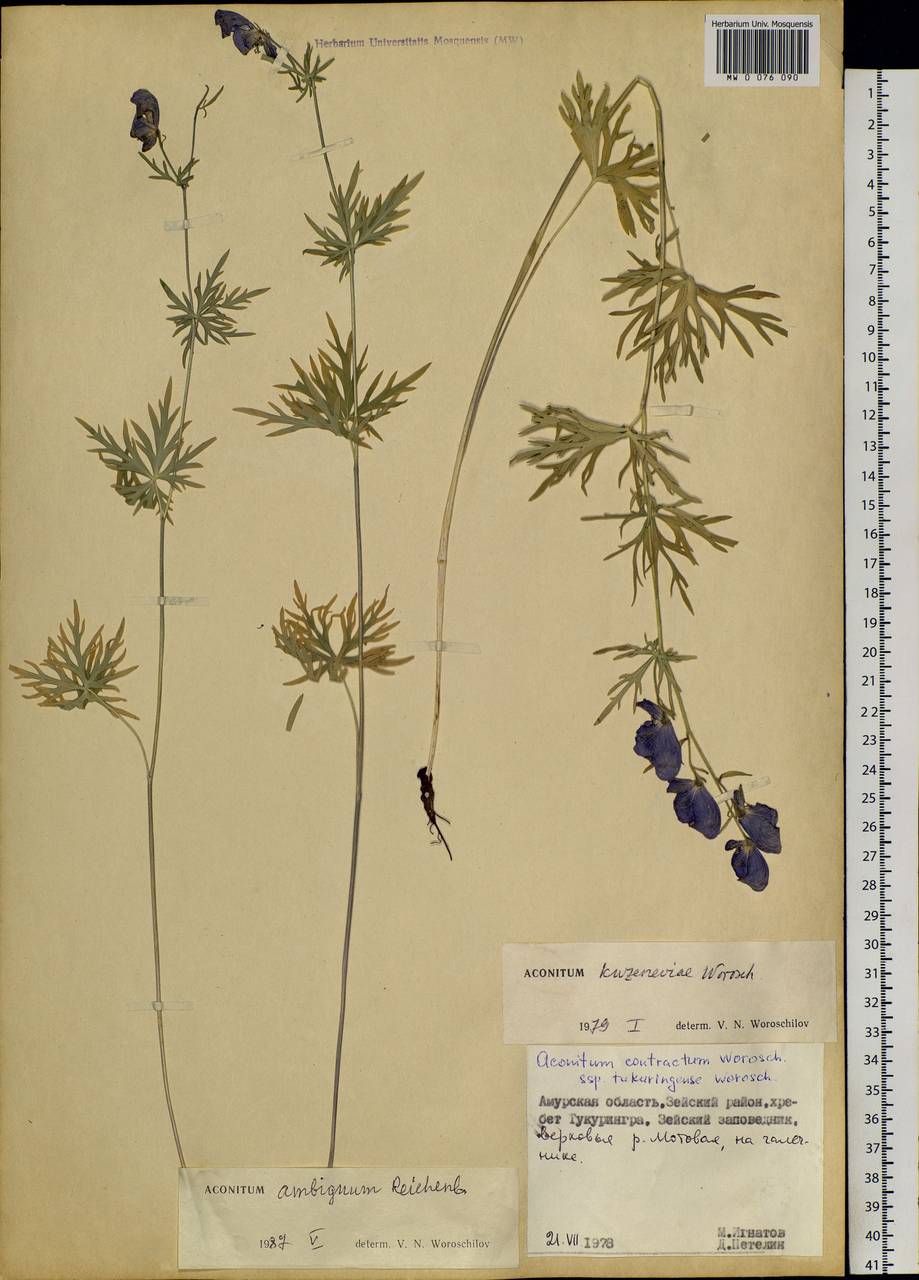 Aconitum ambiguum Rchb., Siberia, Russian Far East (S6) (Russia)