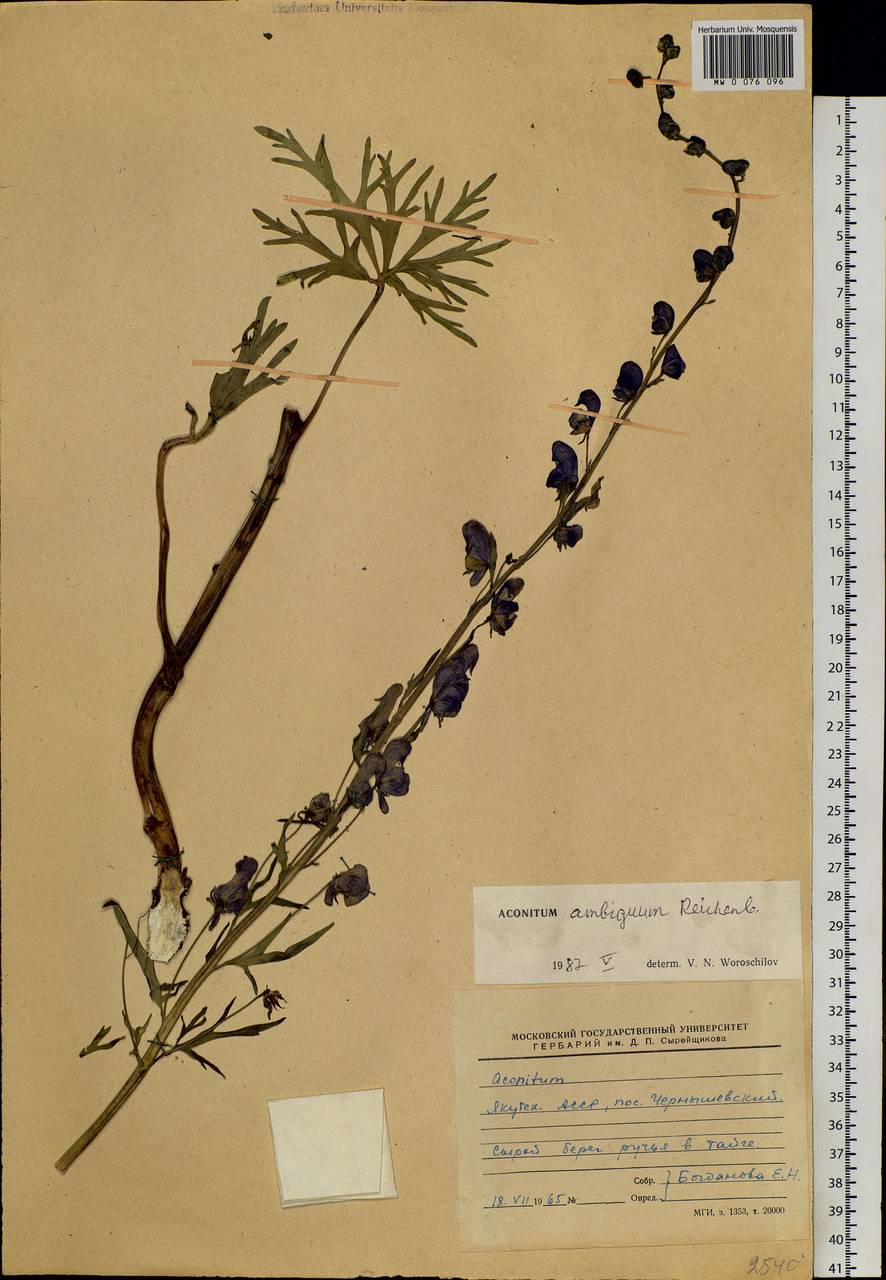 Aconitum ambiguum Rchb., Siberia, Yakutia (S5) (Russia)