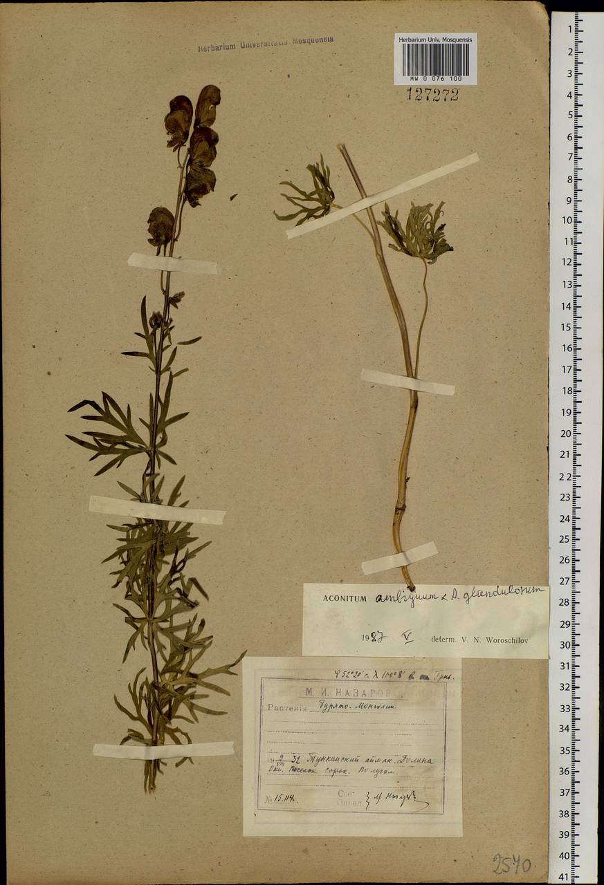 Aconitum ambiguum Rchb., Siberia, Baikal & Transbaikal region (S4) (Russia)