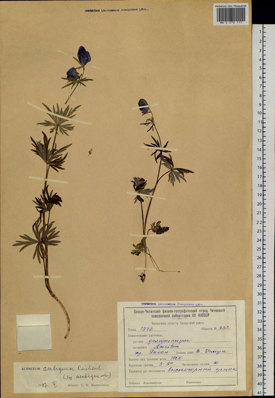 Aconitum ambiguum Rchb., Siberia, Baikal & Transbaikal region (S4) (Russia)
