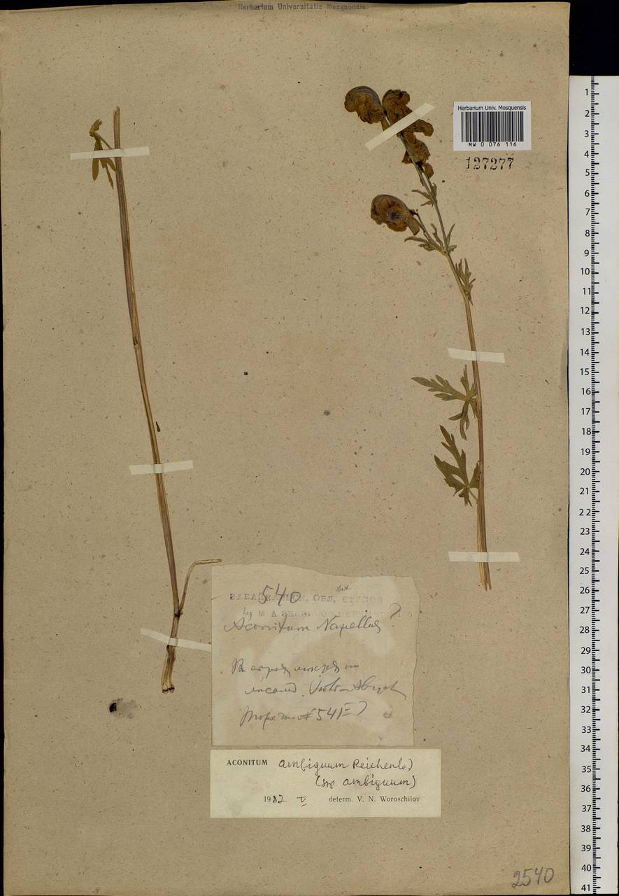 Aconitum ambiguum Rchb., Siberia, Baikal & Transbaikal region (S4) (Russia)