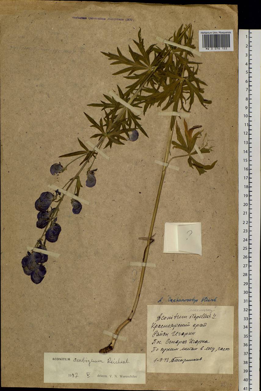 Aconitum ambiguum Rchb., Siberia, Central Siberia (S3) (Russia)