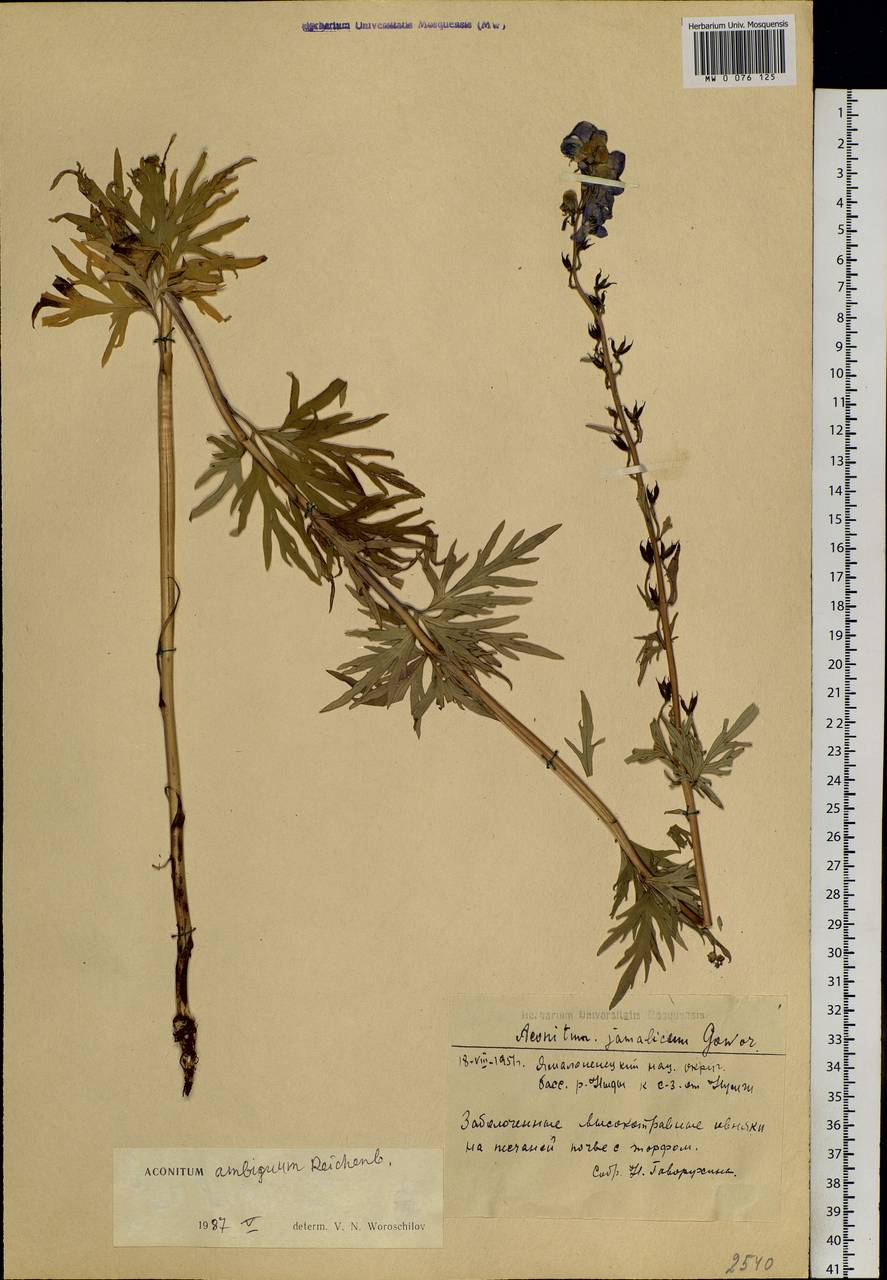 Aconitum ambiguum Rchb., Siberia, Western Siberia (S1) (Russia)