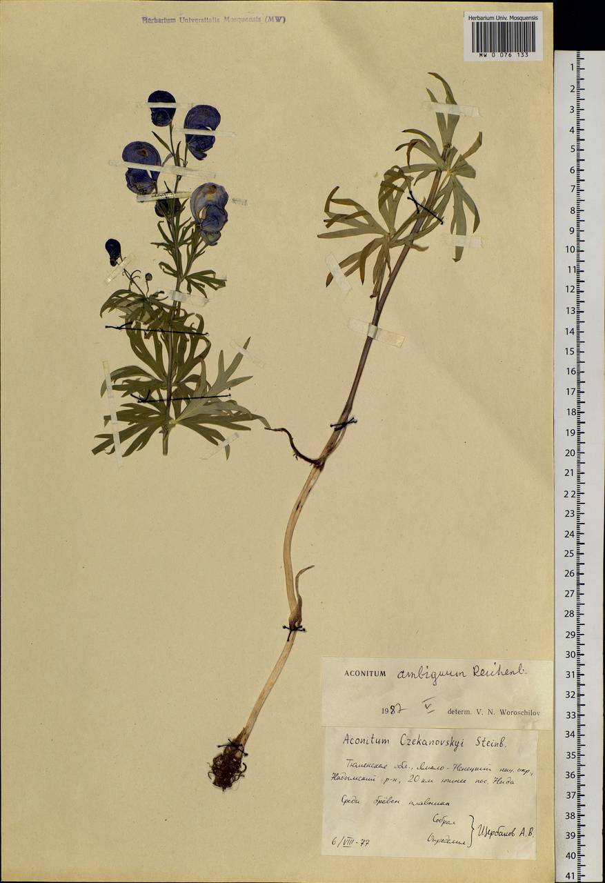 Aconitum ambiguum Rchb., Siberia, Western Siberia (S1) (Russia)