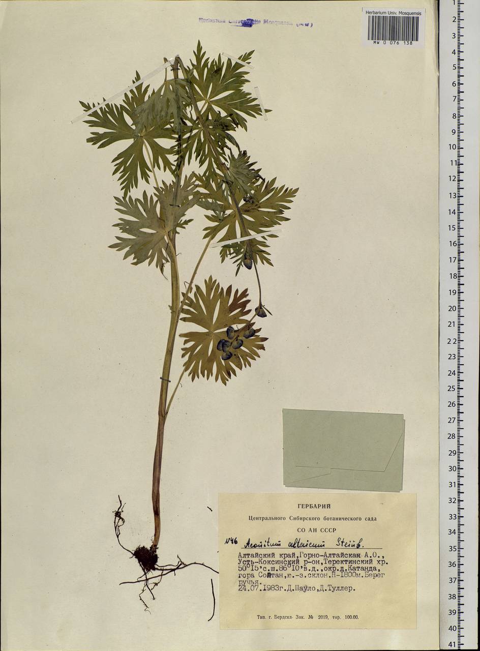 Aconitum glandulosum Rapaics, Siberia, Altai & Sayany Mountains (S2) (Russia)