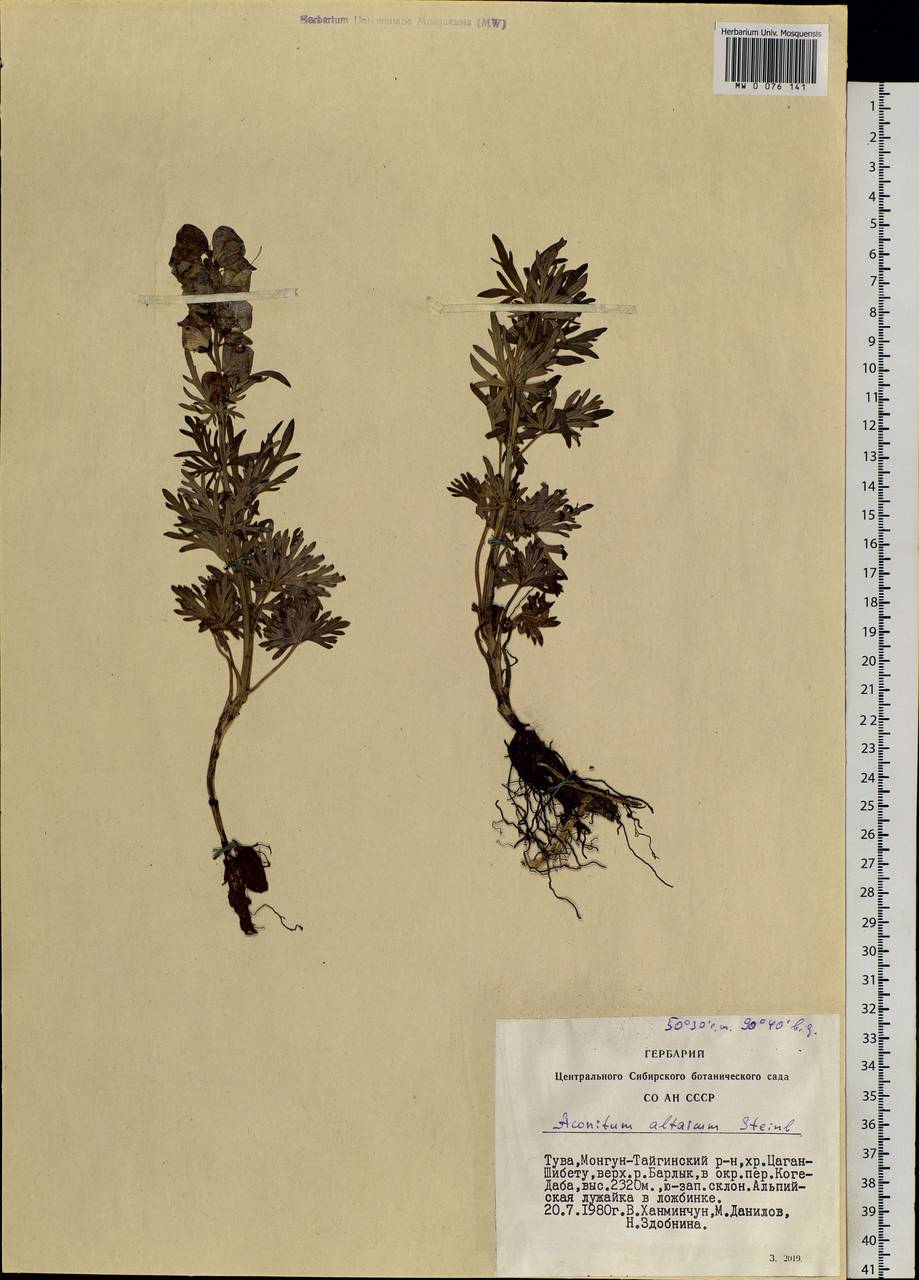 Aconitum glandulosum Rapaics, Siberia, Altai & Sayany Mountains (S2) (Russia)