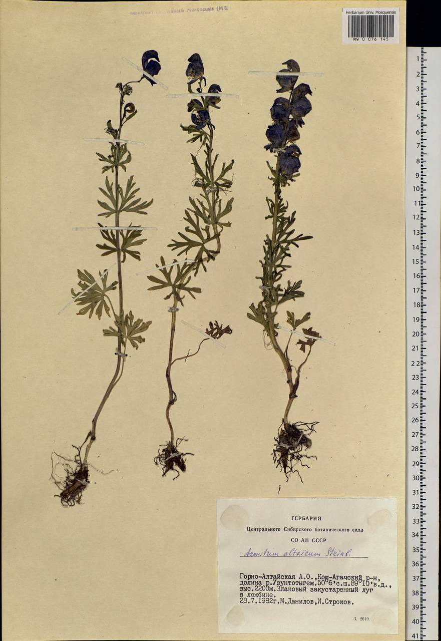 Aconitum glandulosum Rapaics, Siberia, Altai & Sayany Mountains (S2) (Russia)