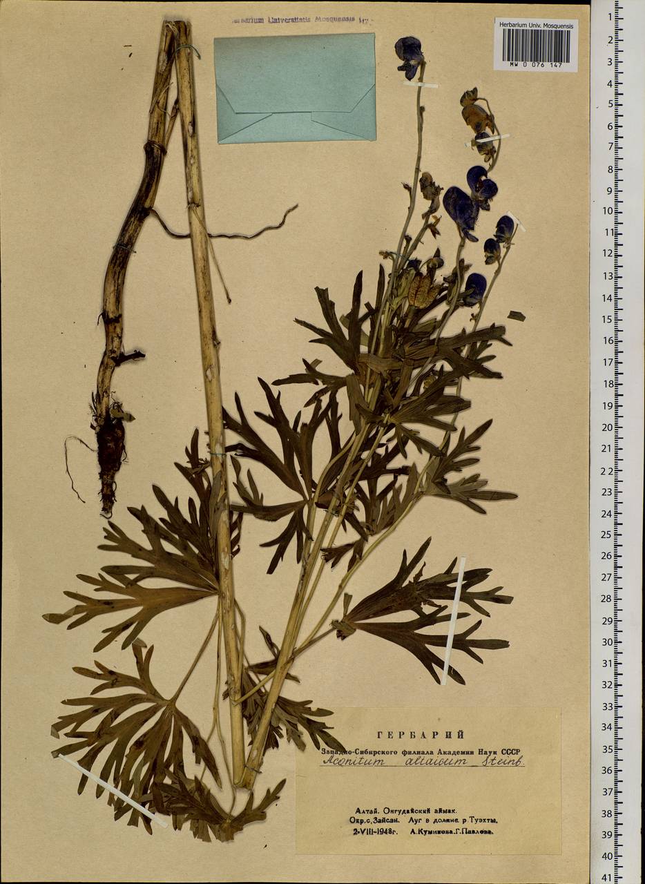 Aconitum glandulosum Rapaics, Siberia, Altai & Sayany Mountains (S2) (Russia)