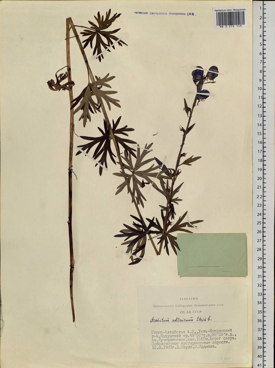 Aconitum glandulosum Rapaics, Siberia, Altai & Sayany Mountains (S2) (Russia)