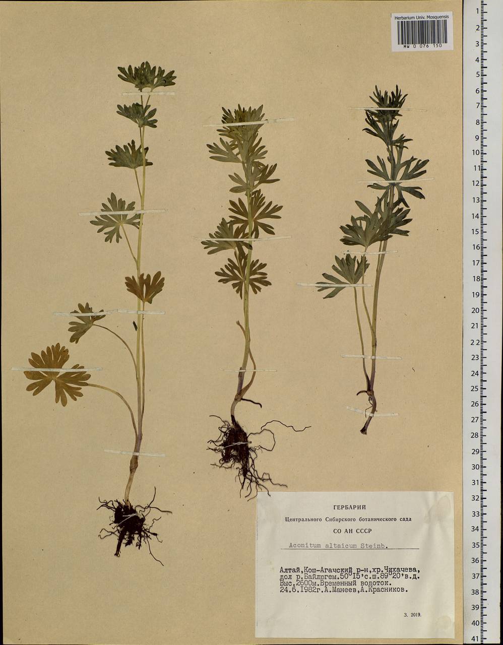 Aconitum glandulosum Rapaics, Siberia, Altai & Sayany Mountains (S2) (Russia)