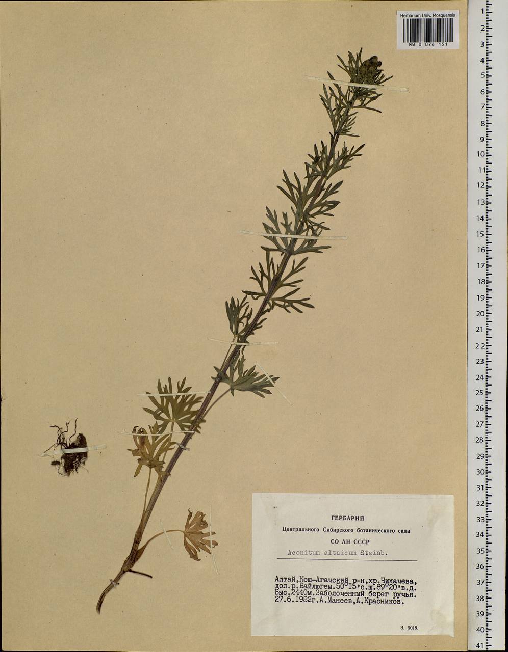 Aconitum glandulosum Rapaics, Siberia, Altai & Sayany Mountains (S2) (Russia)