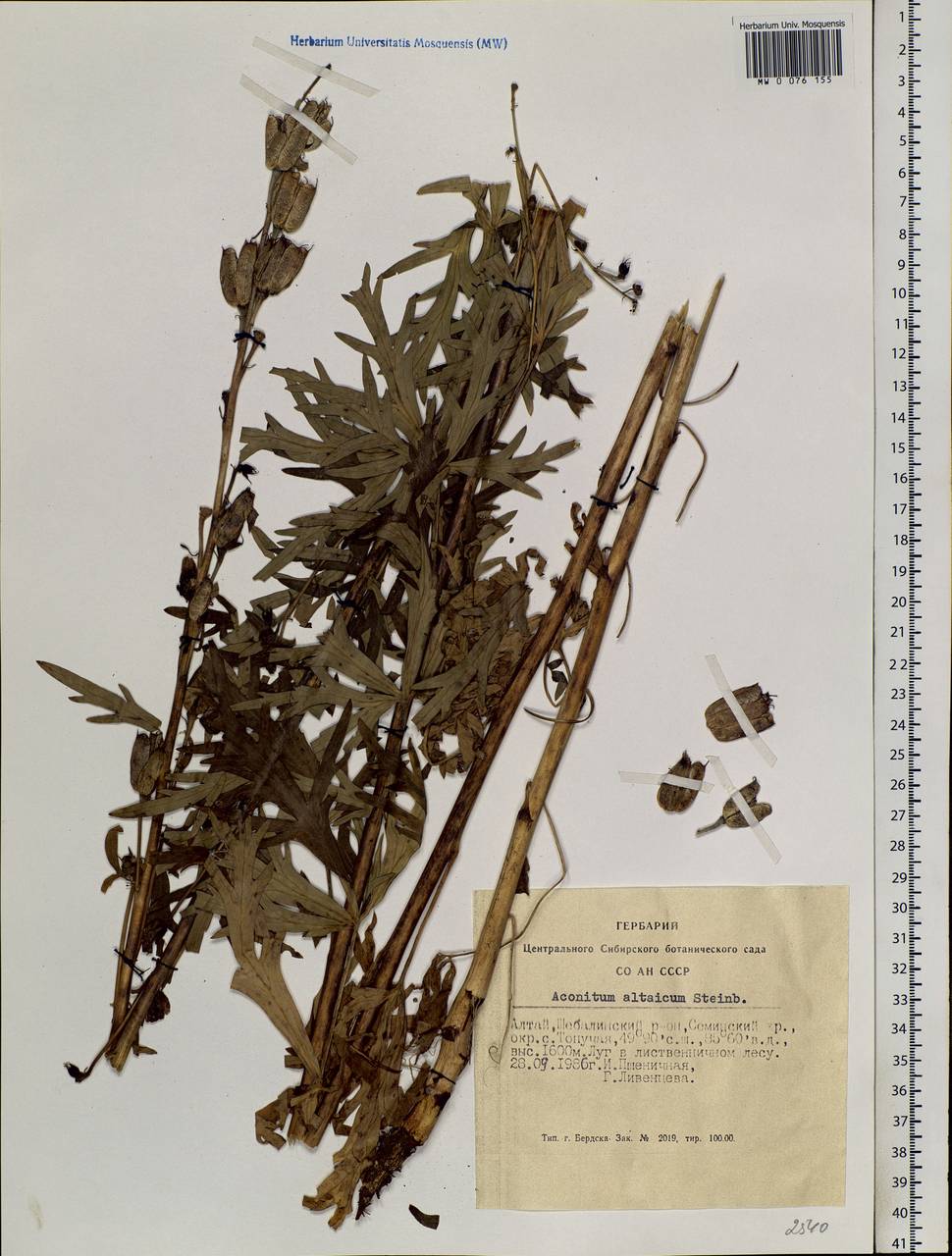 Aconitum glandulosum Rapaics, Siberia, Altai & Sayany Mountains (S2) (Russia)