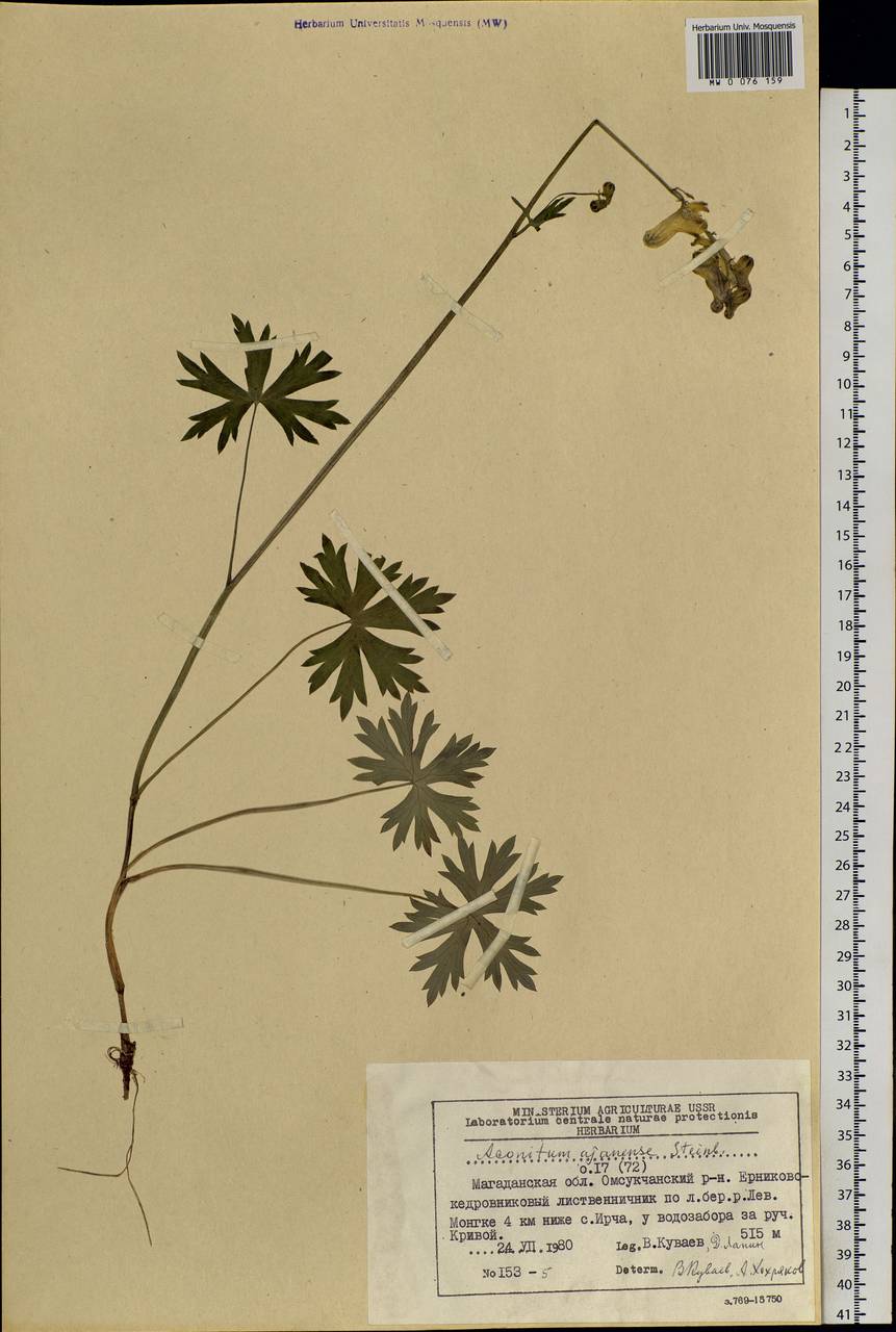 Aconitum ranunculoides subsp. ajanense (Steinb.) Vorosch., Siberia, Chukotka & Kamchatka (S7) (Russia)