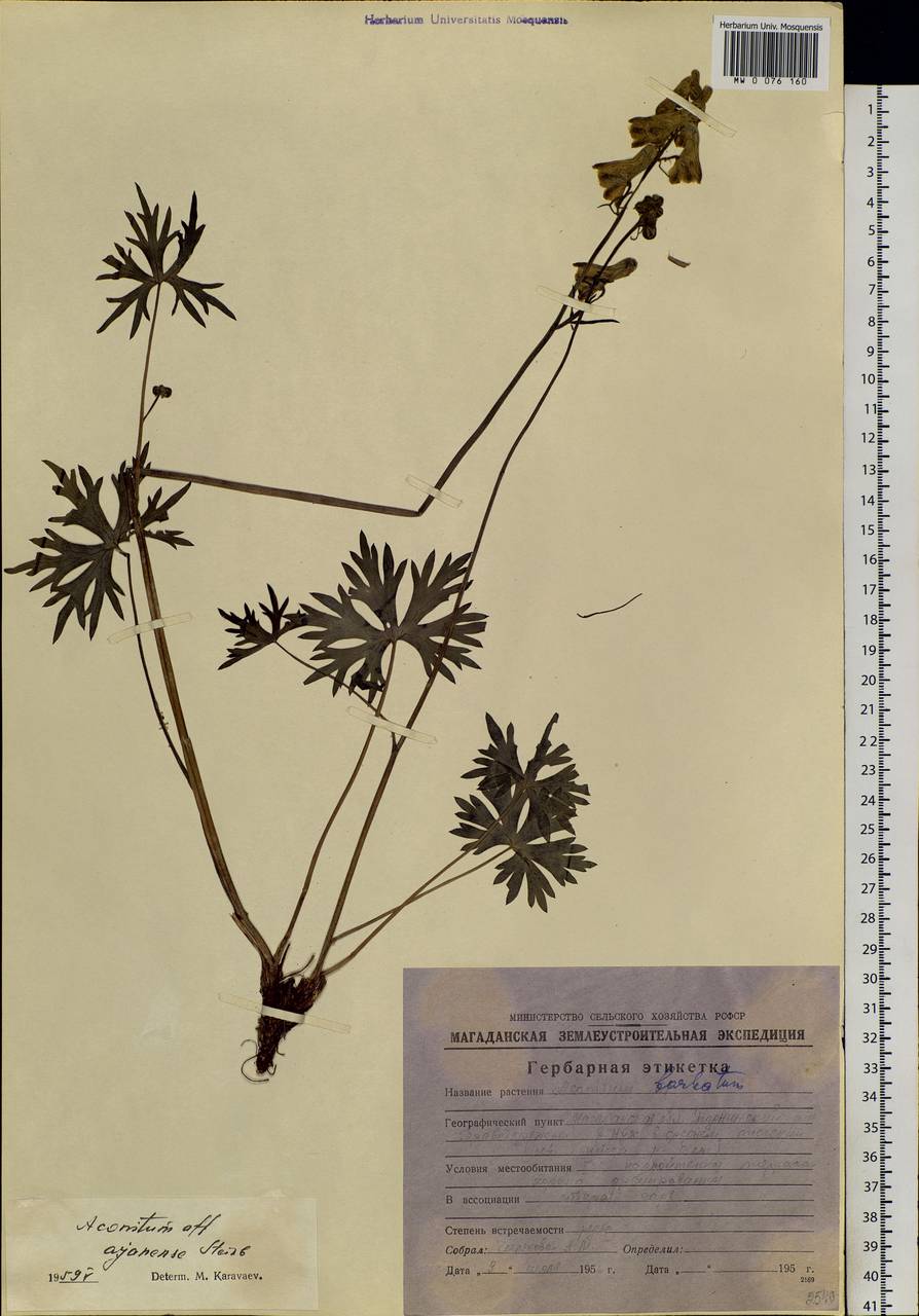 Aconitum ranunculoides subsp. ajanense (Steinb.) Vorosch., Siberia, Chukotka & Kamchatka (S7) (Russia)