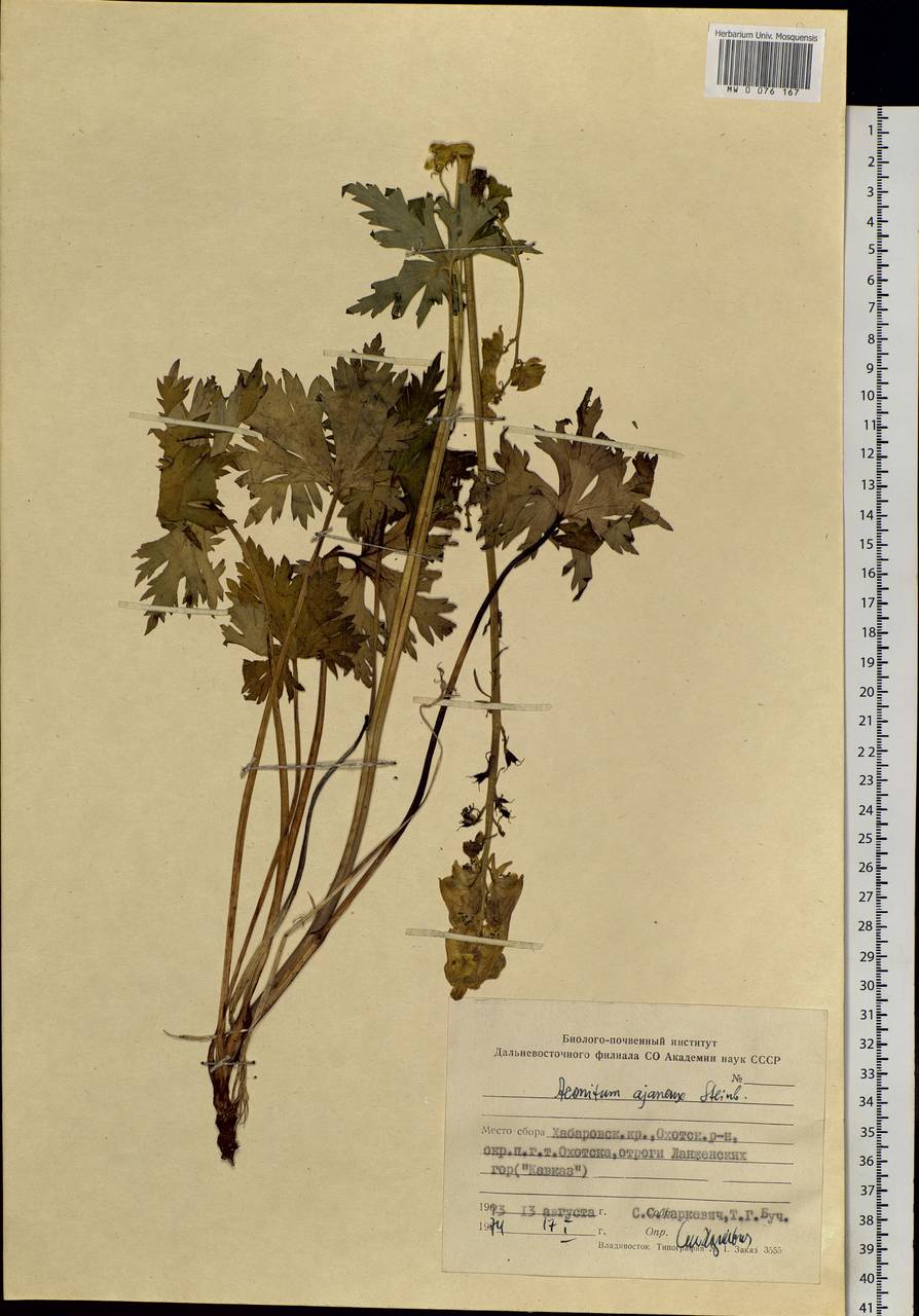 Aconitum ranunculoides subsp. ajanense (Steinb.) Vorosch., Siberia, Russian Far East (S6) (Russia)