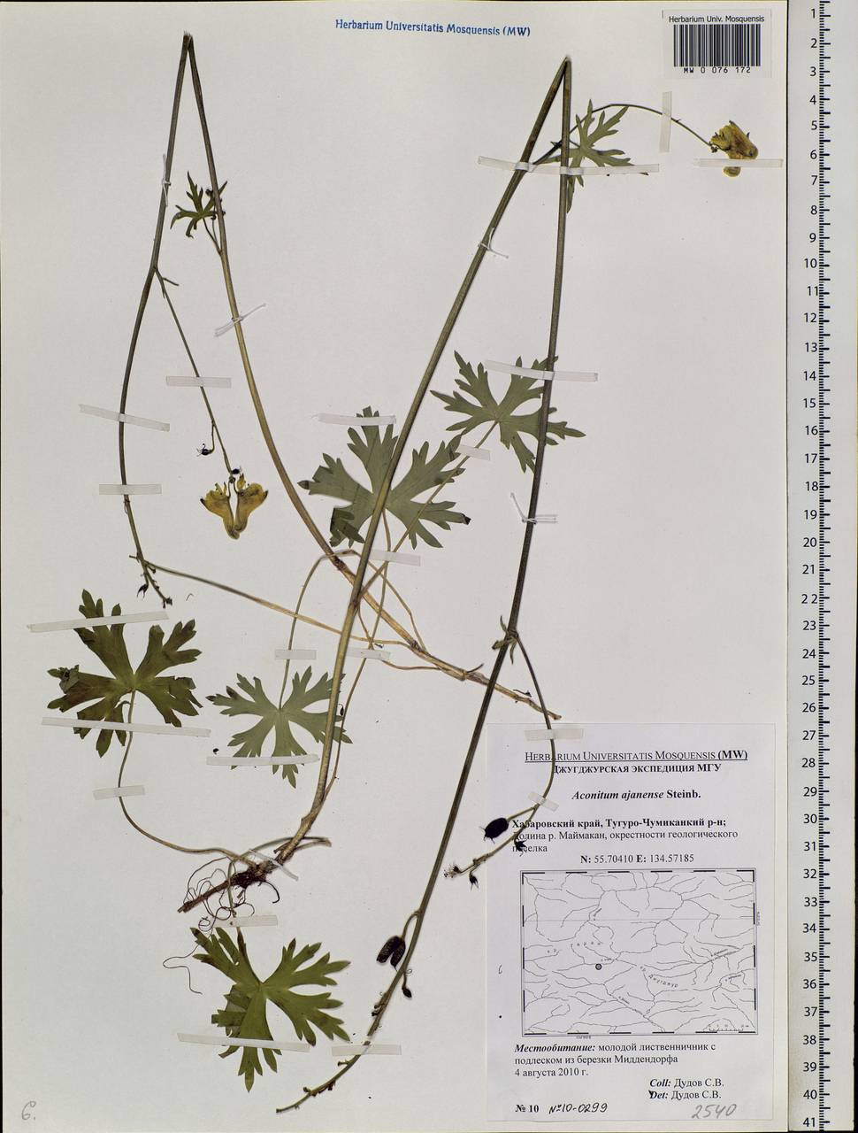 Aconitum ranunculoides subsp. ajanense (Steinb.) Vorosch., Siberia, Russian Far East (S6) (Russia)