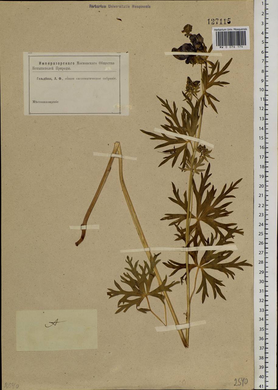 Aconitum, Siberia, Altai & Sayany Mountains (S2) (Russia)