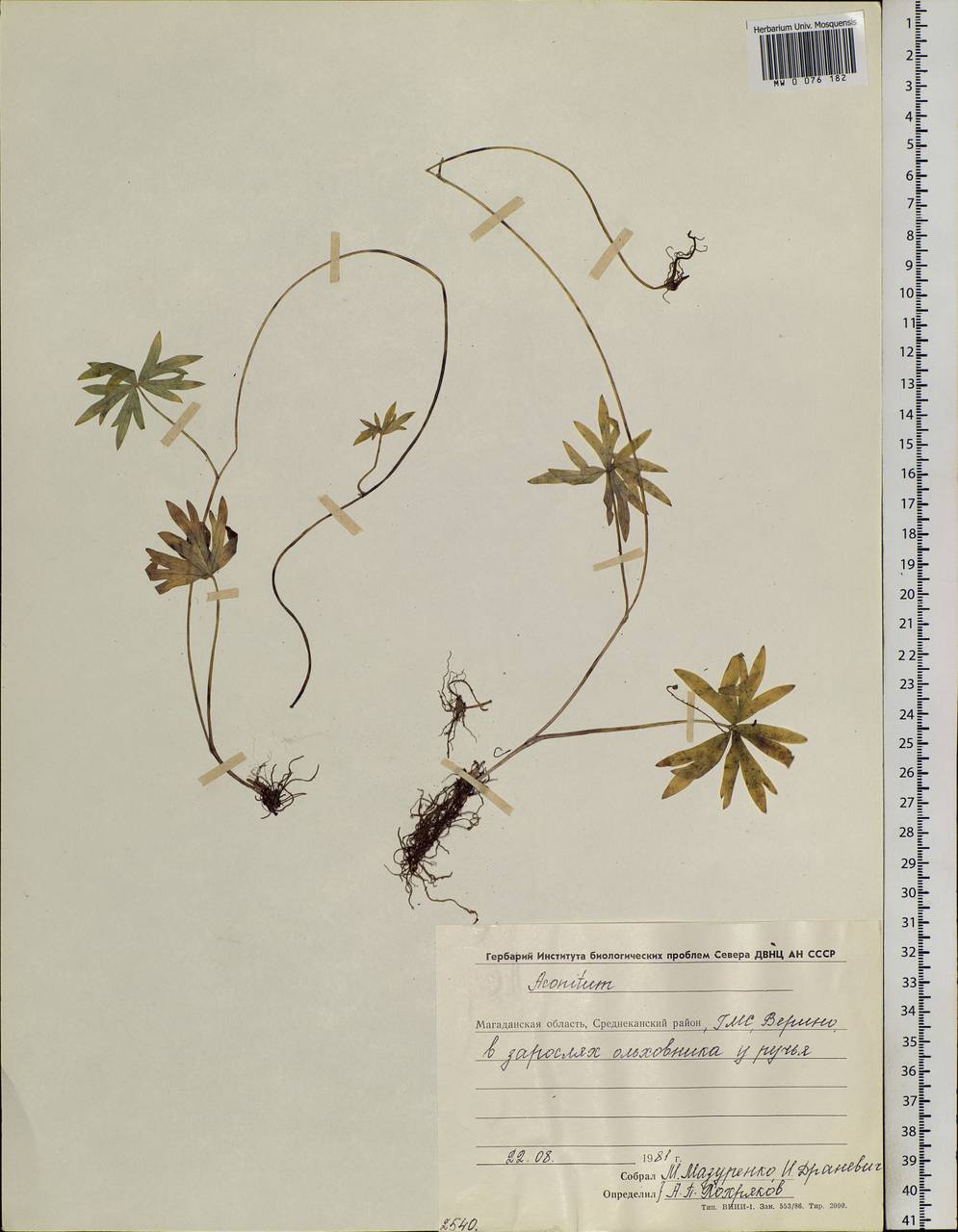 Aconitum, Siberia, Chukotka & Kamchatka (S7) (Russia)