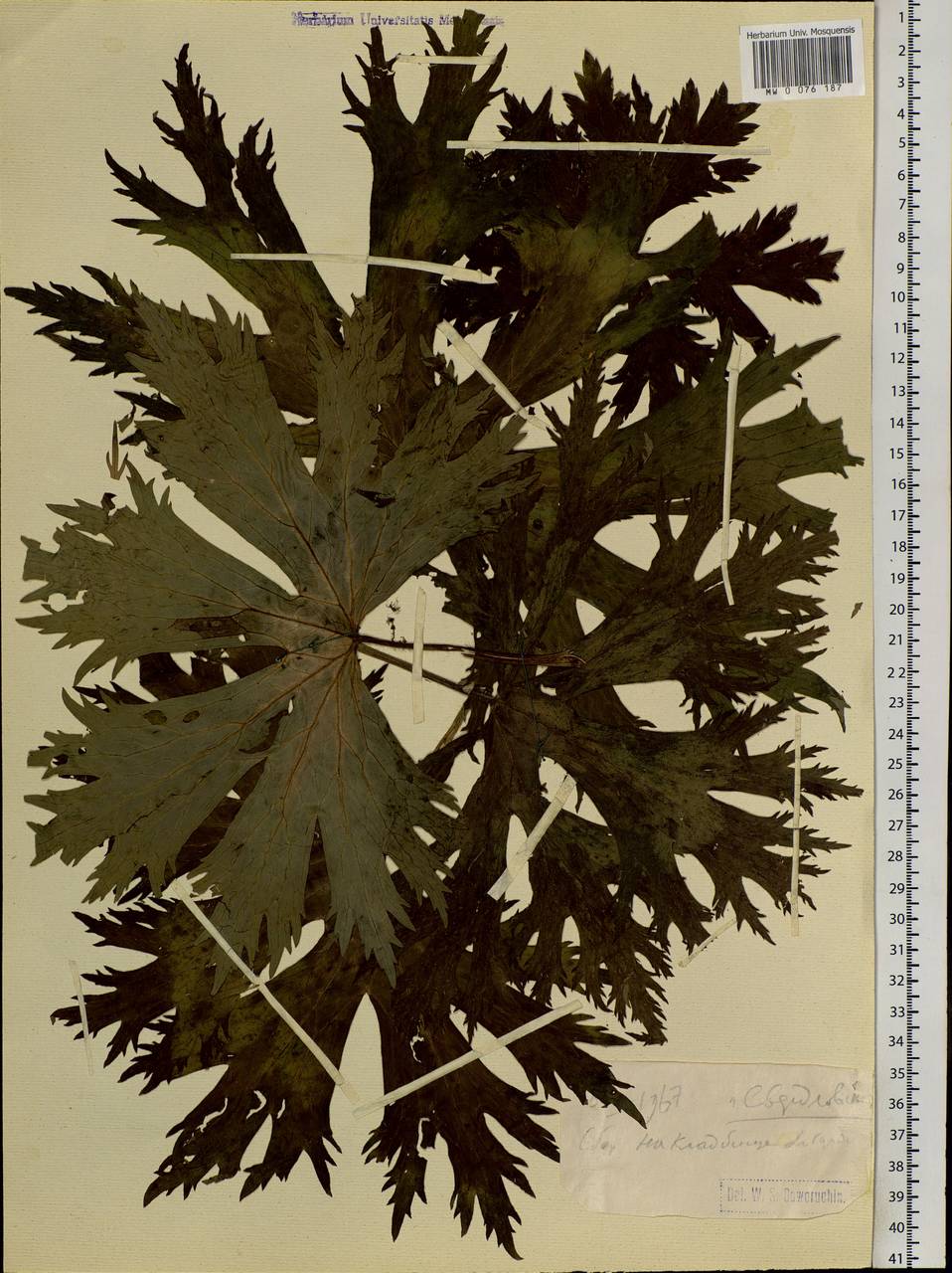 Aconitum, Eastern Europe, Eastern region (E10) (Russia)