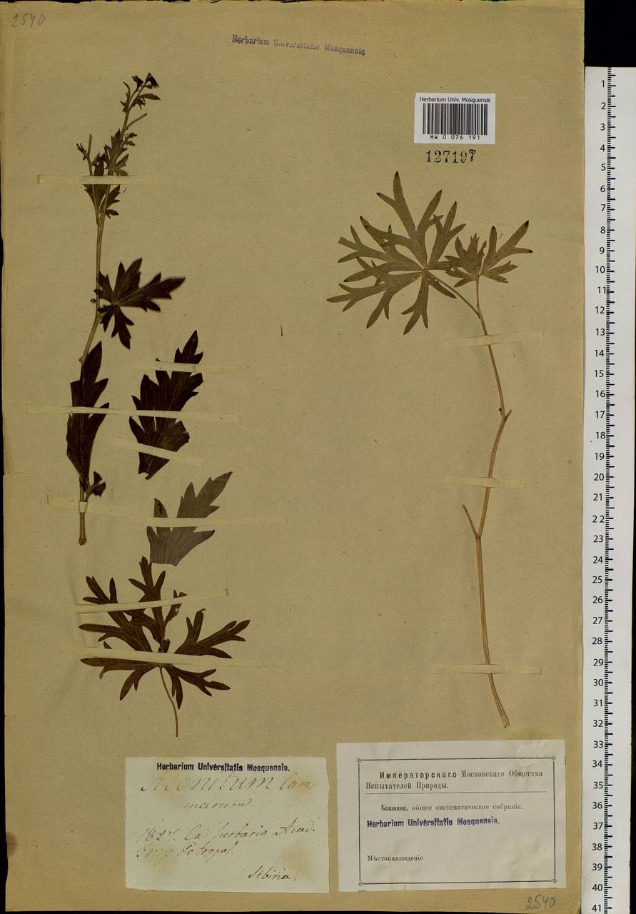 Aconitum, Siberia (no precise locality) (S0) (Russia)