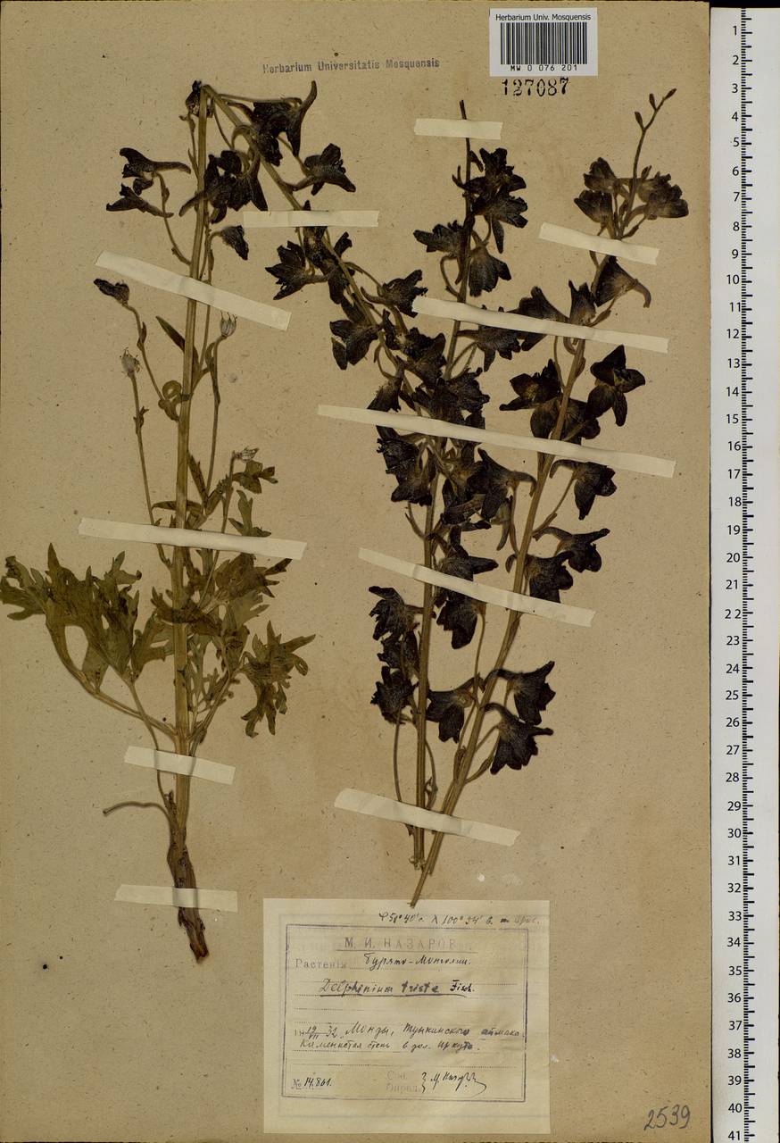 Delphinium triste Fisch. ex DC., Siberia, Baikal & Transbaikal region (S4) (Russia)