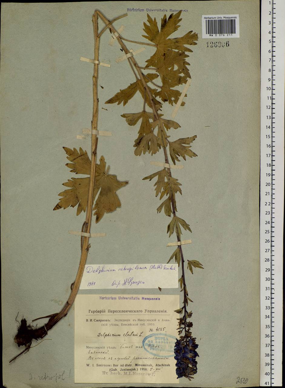 Delphinium retropilosum (Huth) Sambuk, Siberia, Altai & Sayany Mountains (S2) (Russia)