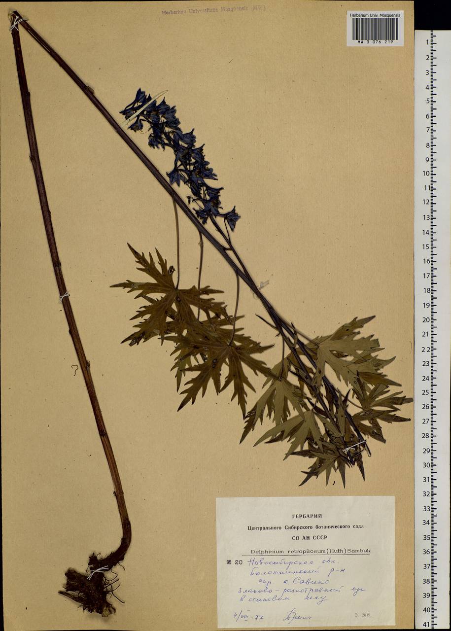 Delphinium retropilosum (Huth) Sambuk, Siberia, Western Siberia (S1) (Russia)