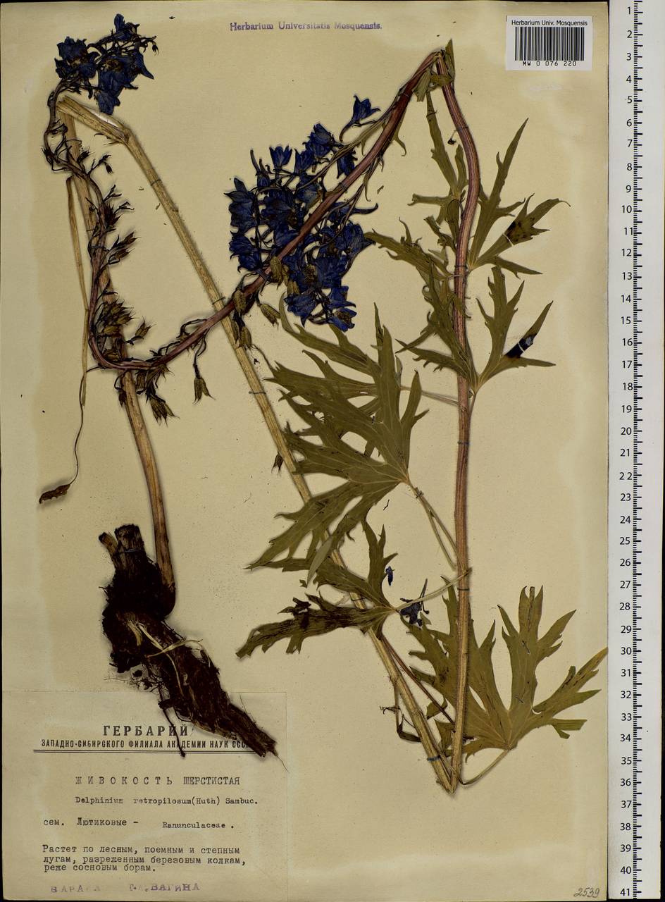 Delphinium retropilosum (Huth) Sambuk, Siberia, Western Siberia (S1) (Russia)