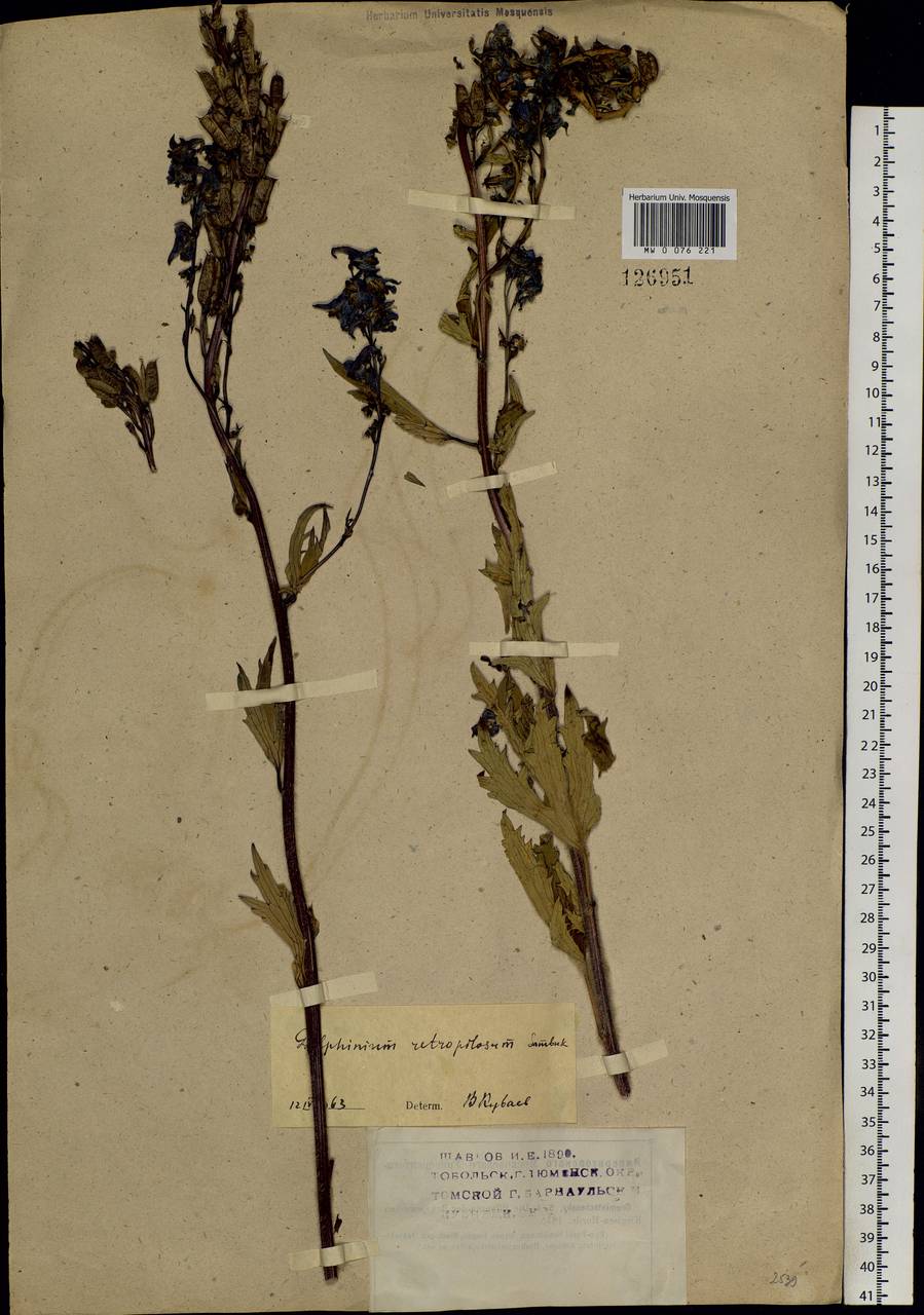 Delphinium retropilosum (Huth) Sambuk, Siberia, Western Siberia (S1) (Russia)
