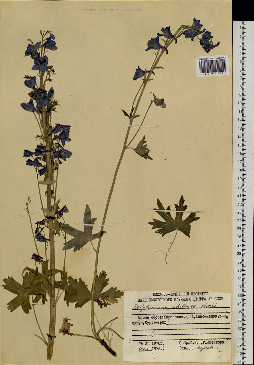 Delphinium ochotense Nevski, Siberia, Russian Far East (S6) (Russia)