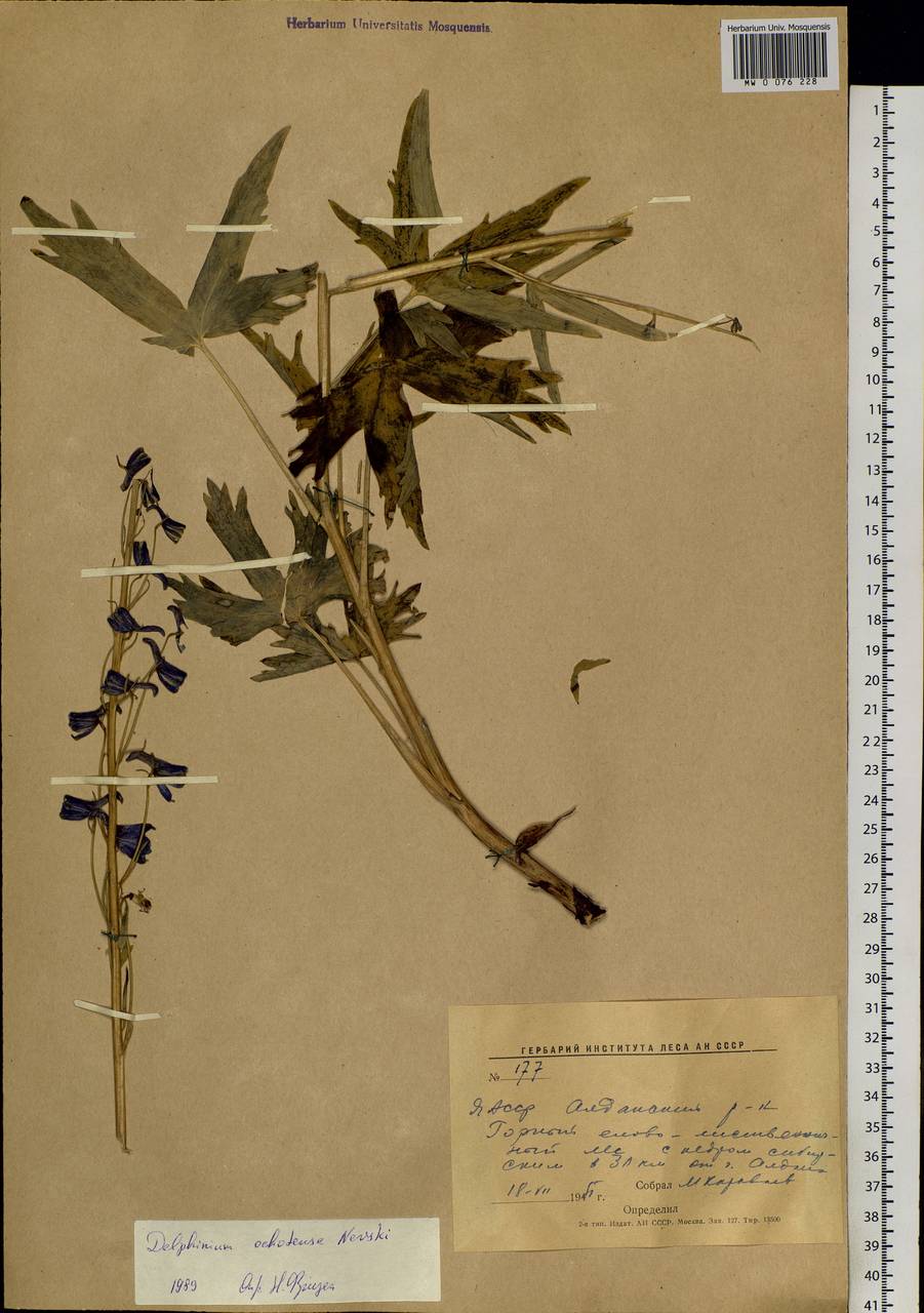 Delphinium ochotense Nevski, Siberia, Yakutia (S5) (Russia)