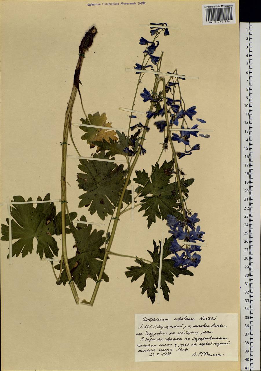 Delphinium ochotense Nevski, Siberia, Yakutia (S5) (Russia)