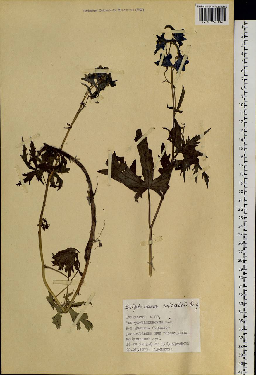 Delphinium mirabile Serg., Siberia, Altai & Sayany Mountains (S2) (Russia)