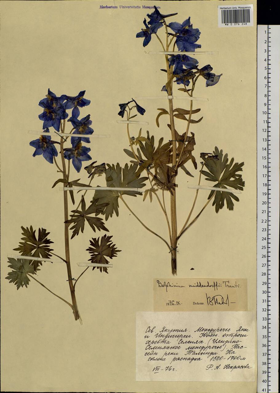 Delphinium cheilanthum Fisch. ex DC., Siberia, Yakutia (S5) (Russia)