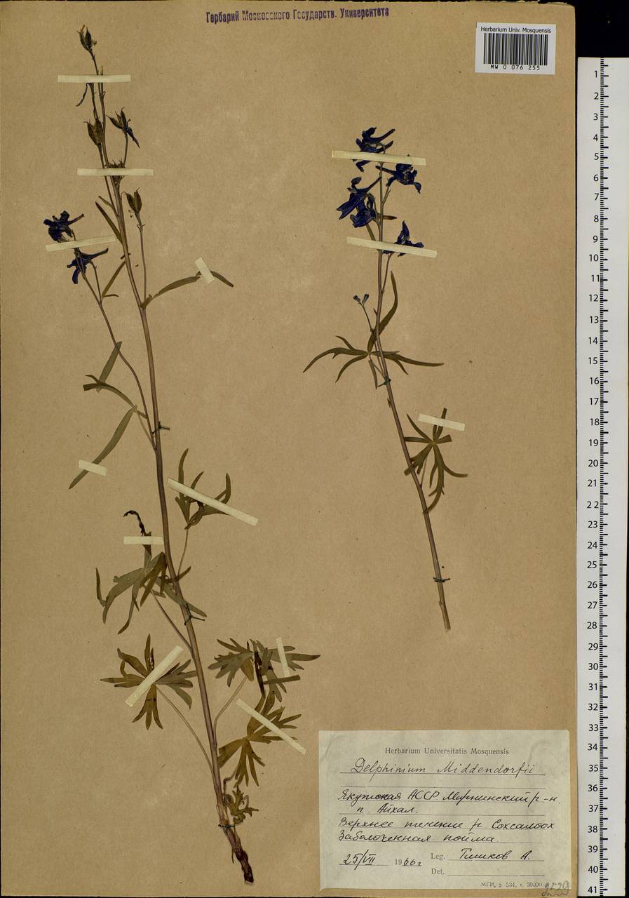 Delphinium cheilanthum Fisch. ex DC., Siberia, Yakutia (S5) (Russia)