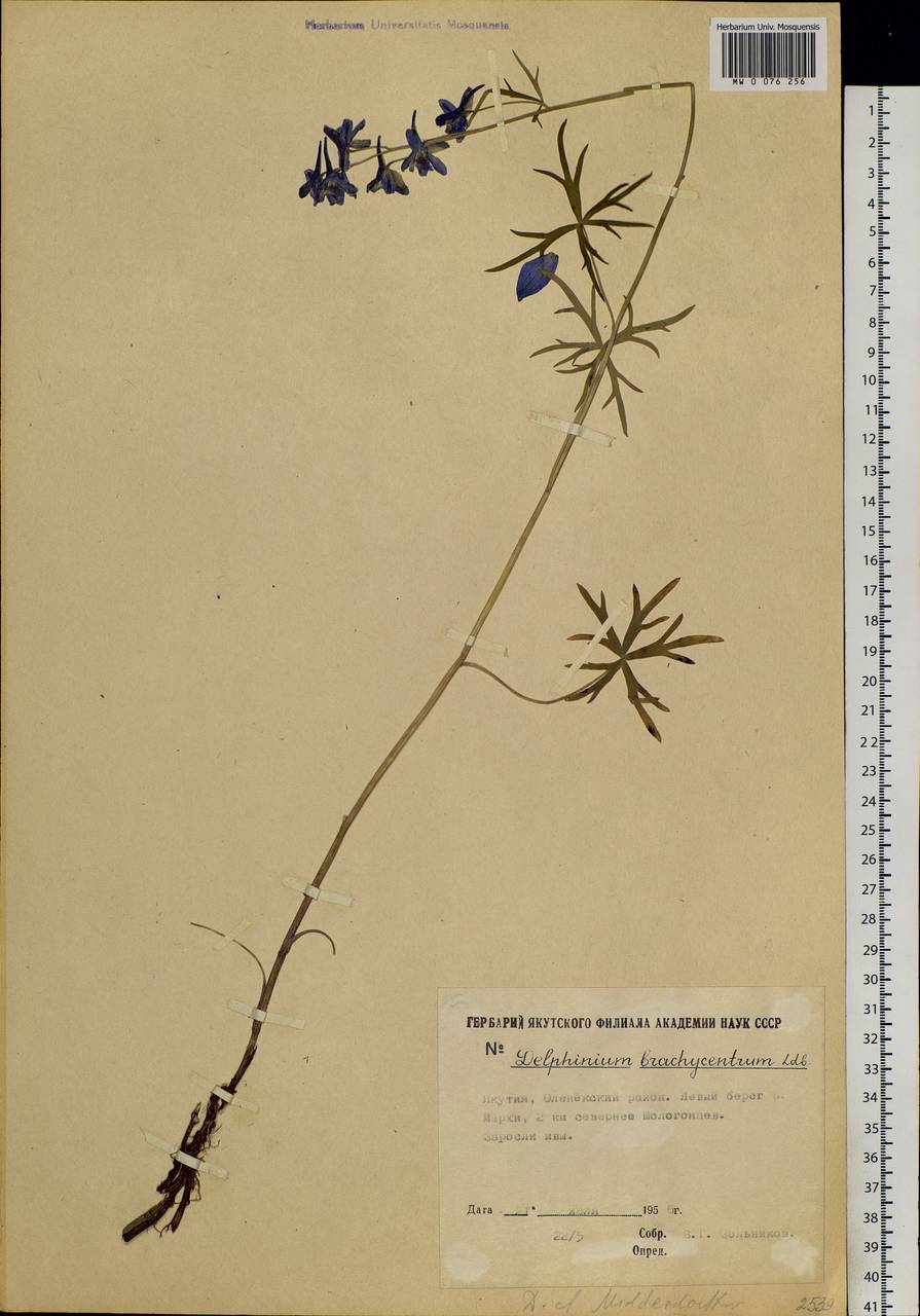 Delphinium cheilanthum Fisch. ex DC., Siberia, Yakutia (S5) (Russia)