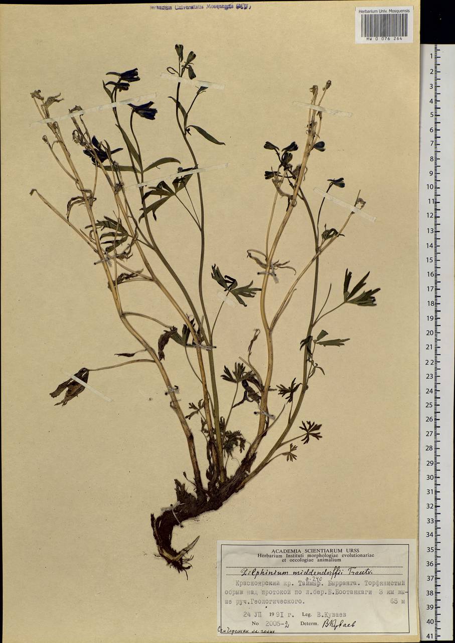 Delphinium cheilanthum Fisch. ex DC., Siberia, Central Siberia (S3) (Russia)