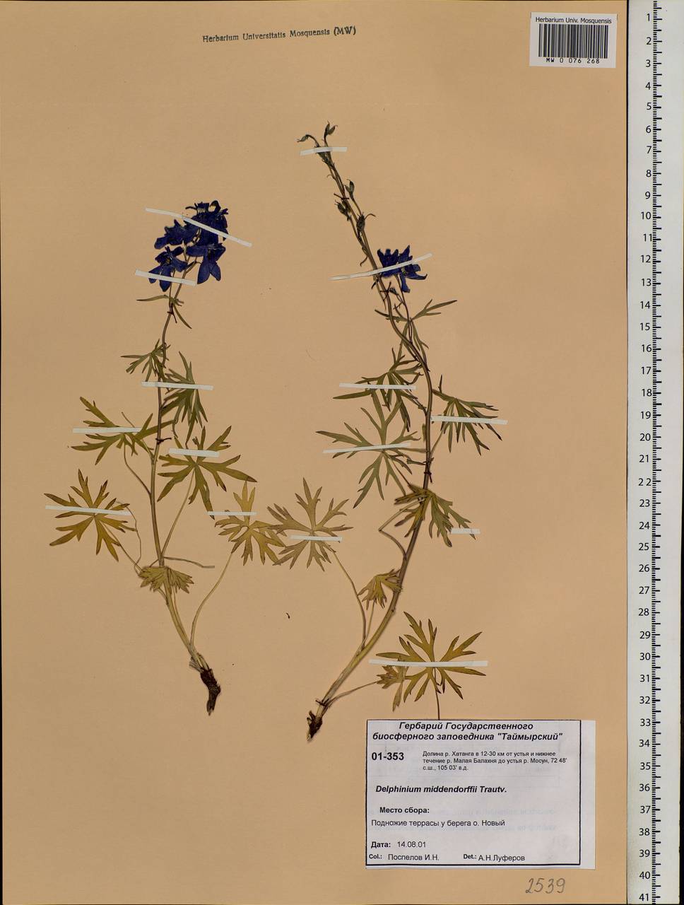 Delphinium cheilanthum Fisch. ex DC., Siberia, Central Siberia (S3) (Russia)